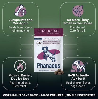 Infographic showing benefits of Phanaeus dog joint supplement chews including real chicken flavor and plant-based formula.