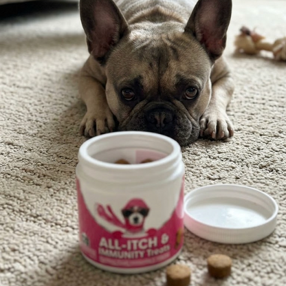 A fawn French Bulldog looking intently at an open jar of ALL-ITCH & IMMUNITY Treats on the carpet.
