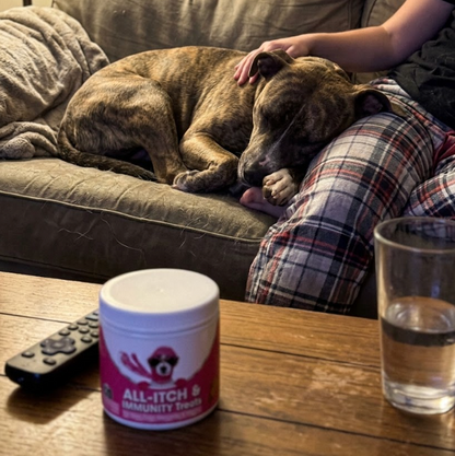 A brindle dog resting calmly on a couch next to its owner with a jar of ALL-ITCH & IMMUNITY Treats nearby.
