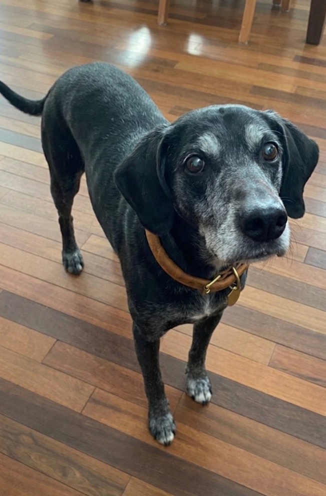 A happy black Beagle mix standing indoors as part of a Phanaeus joint chew customer testimonial.