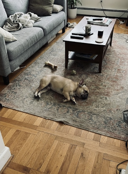 Frenchie napping peacefully on a rug next to a chew bone, free from constant scratching and skin allergies.